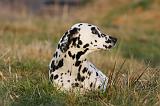 DALMATIEN 465